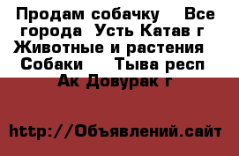 Продам собачку  - Все города, Усть-Катав г. Животные и растения » Собаки   . Тыва респ.,Ак-Довурак г.